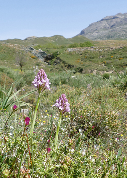 Anacamptis pyramidalis